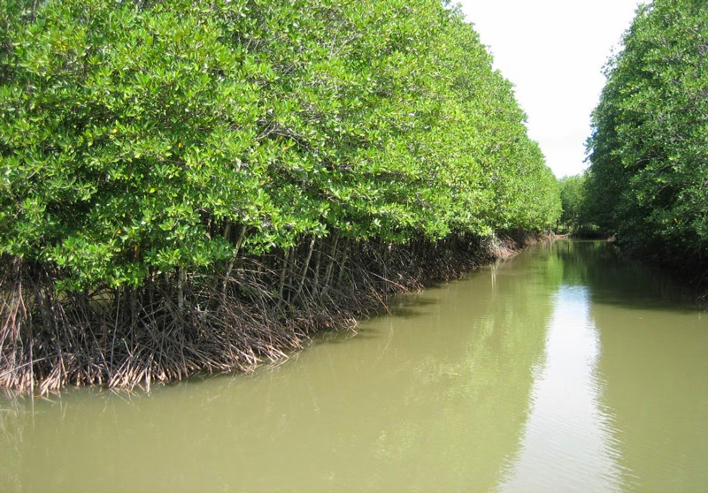 rừng sinh thái Cà Mau